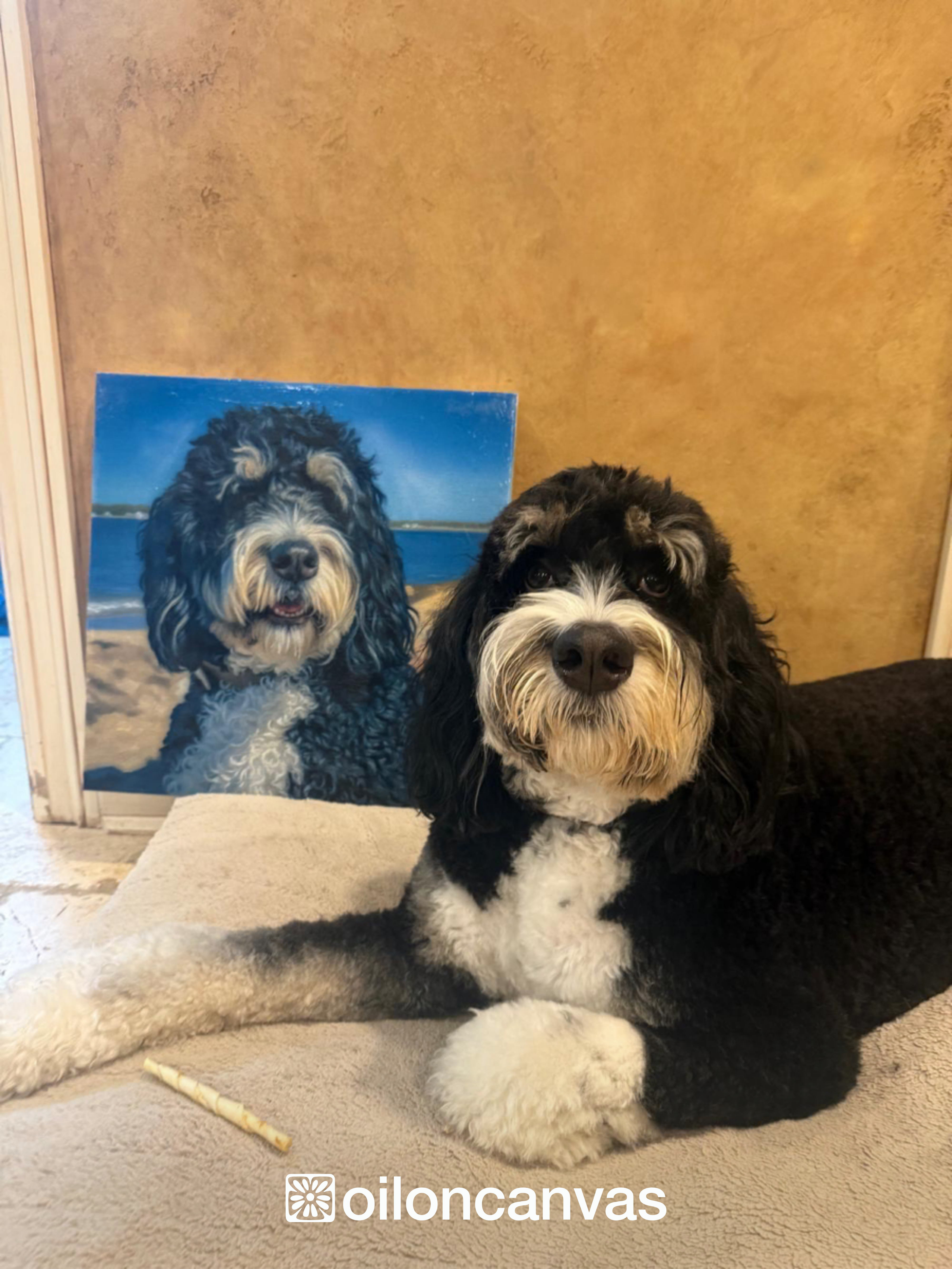 Bev's dog portrait